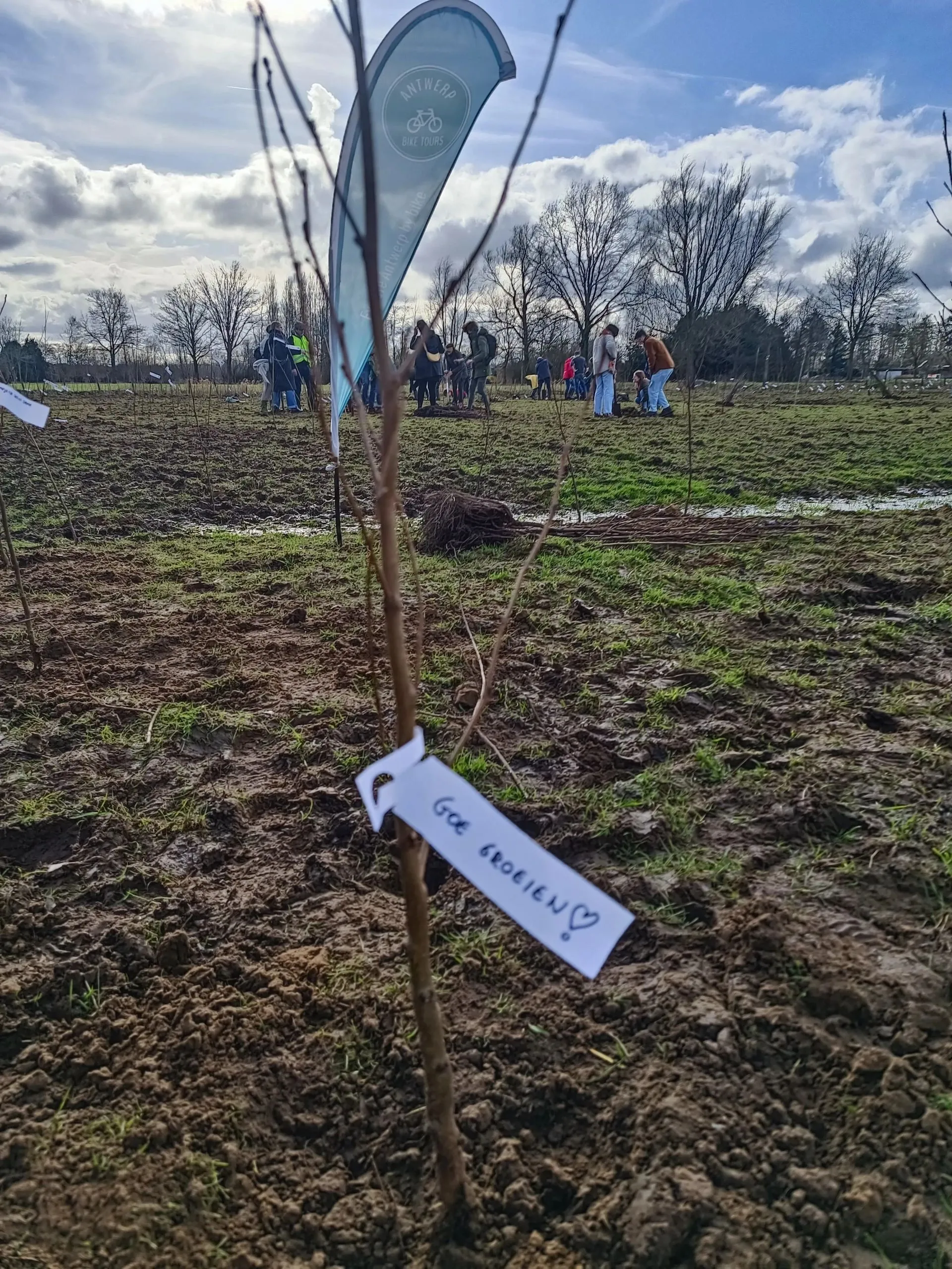 Planting trees